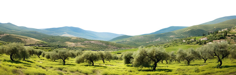 Fototapeta na wymiar Expansive hills with scenic olive groves, panoramic countryside view, cut out