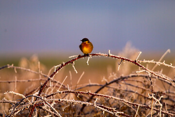 A beautiful Stonechat songbird perched on a snow tipped tree branch