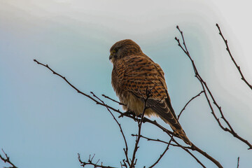 A Kestrel perched on top of a tree during a snow storm