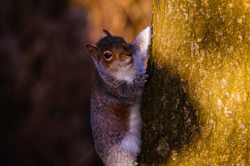 A beautiful grey squirrel climbing a tree in the forest