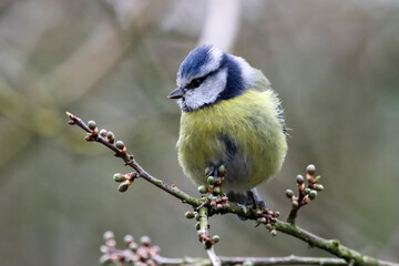 A beautiful animal portrait of a baby Blue Tit playing on a branch.