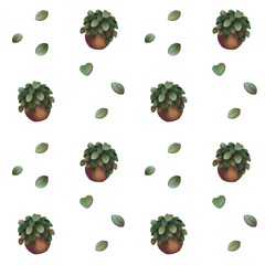 Home plant illustration Peperomia seamless pattern white background