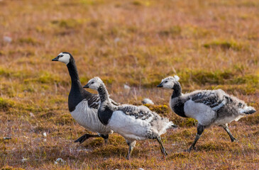 Barnacle goose (Branta leucopsis)