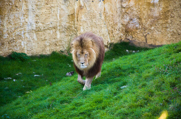 A lion who lives in a zoo lies on the green grass, plays with a lioness and walks