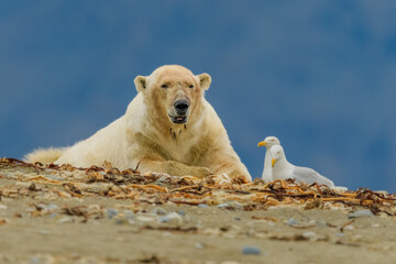 Polar bear, male, Svalbard