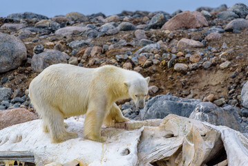 Polar bear, male, Svalbard