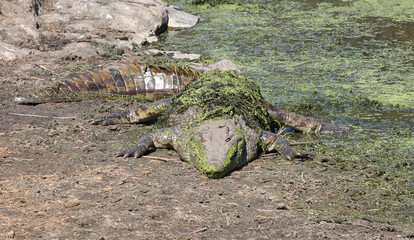 Nilkrokodil / Nile crocodile / Crocodylus niloticus