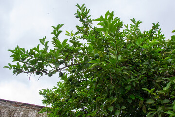 planta de limon silvestre