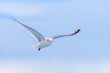 Black-legged kittiwake (Rissa tridactyla)