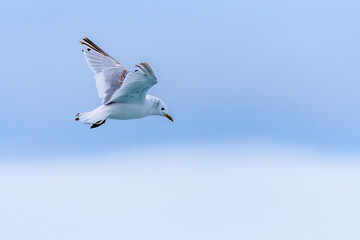 Black-legged kittiwake (Rissa tridactyla)