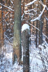 Zaśnieżona siatka ogrodzeniowa w lesie © Adam