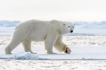 Zelfklevend Fotobehang Polar bear, male, Svalbard © Sunil Singh