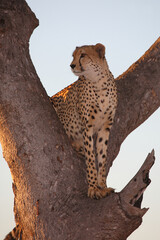 Gepard auf Baum / Cheetah in tree / Acinonyx jubatus © Ludwig