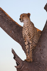 Gepard auf Baum / Cheetah in tree / Acinonyx jubatus
