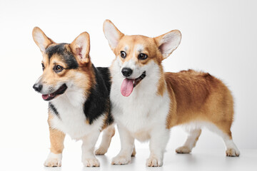 Pembroke Welsh Corgi portrait isolated on white studio background with copy space, family of two purebred dogs