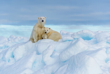 Polar bear mother and cub, seen on sea ice