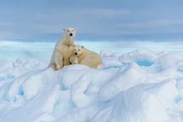 Fototapete Polar bear mother and cub, seen on sea ice © Sunil Singh