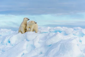 Fotobehang Ijsbeer Polar bear mother and cub, seen on sea ice  © Sunil Singh