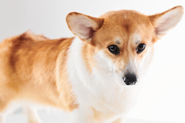 Pembroke Welsh Corgi portrait isolated on white studio background with copy space, purebred dog