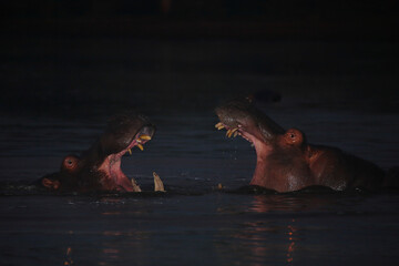 Flußpferd / Hippopotamus / Hippopotamus amphibius.