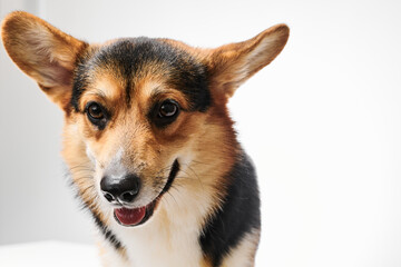 Pembroke Welsh Corgi portrait isolated on white studio background with copy space, purebred dog