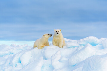 Polar bear mother and cub, seen on sea ice