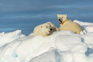 Polar bear mother and cub, seen on sea ice