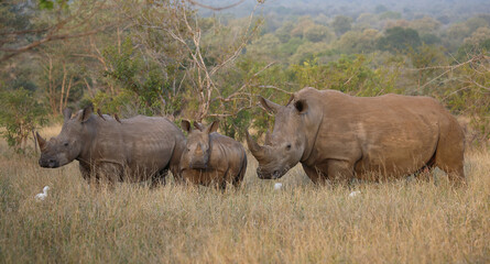 Obraz premium Breitmaulnashorn / Square-lipped rhinoceros / Ceratotherium simum.