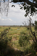 Afrikanischer Busch - Krügerpark - Crocodile River / African Bush - Kruger Park - Crocodile River /