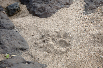 Spur eines Löwen / Track of a Lion / Panthera leo.