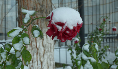 red wilted rose in the cold under the snow
