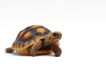 Cute small baby Red-foot Tortoise in front of white background, The red-footed tortoise isolated white background studio lighting , The red-footed tortoise (Chelonoidis carbonarius) is a species of to