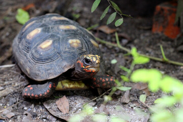 Cute small baby Red-foot Tortoise in front of white background, The red-footed tortoise isolated white background studio lighting , The red-footed tortoise (Chelonoidis carbonarius) is a species of to
