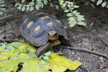 Cute small baby Red-foot Tortoise in front of white background, The red-footed tortoise isolated white background studio lighting , The red-footed tortoise (Chelonoidis carbonarius) is a species of to