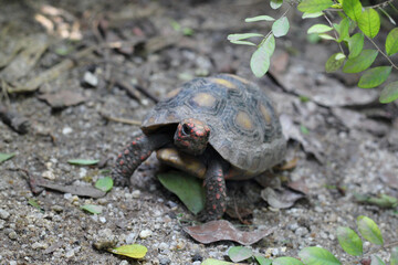 Cute small baby Red-foot Tortoise in front of white background, The red-footed tortoise isolated white background studio lighting , The red-footed tortoise (Chelonoidis carbonarius) is a species of to
