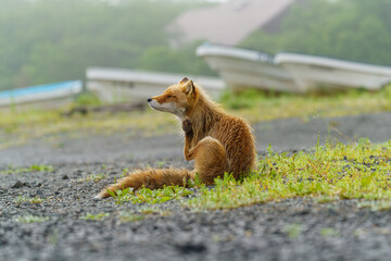 海辺のキタキツネ　北海道のかわいい野生動物　