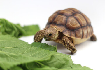 Cute small baby African Sulcata Tortoise in front of white background, African spurred tortoise isolated white background studio lighting,Cute animal