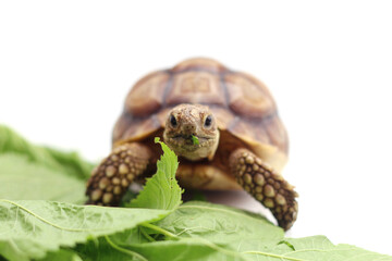 Cute small baby African Sulcata Tortoise in front of white background, African spurred tortoise isolated white background studio lighting,Cute animal