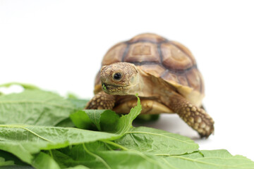 Cute small baby African Sulcata Tortoise in front of white background, African spurred tortoise isolated white background studio lighting,Cute animal