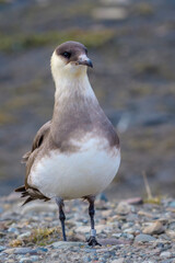 Arctic Skua or Parasitic Jaeger (Stercorarius parasiticus),