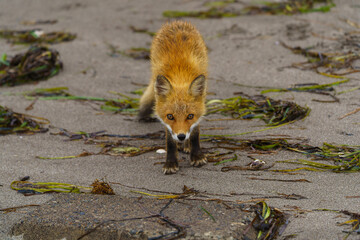 海辺のキタキツネ　北海道のかわいい野生動物　
