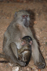 Bärenpavian / Chacma baboon / Papio ursinus