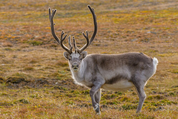 Naklejka na ściany i meble Svalbard reindeer (Rangifer tarandus platyrhynchus)