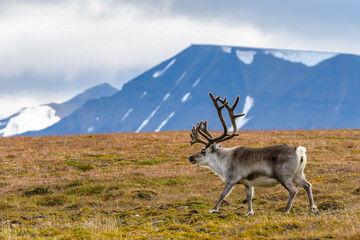 Svalbard reindeer (Rangifer tarandus platyrhynchus)