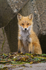 海辺のキタキツネ　北海道のかわいい野生動物　