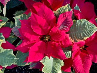 Fototapeta premium christmas poinsettia flower