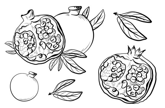 drawn sketches of pomegranates with leaves vector illustration