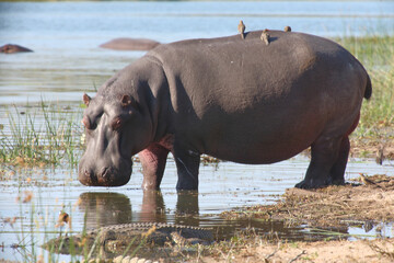 Flußpferd und Rotschnabel-Madenhacker / Hippopotamus and Red-billed oxpecker / Hippopotamus...