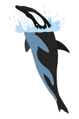 Orca animation in water. Cartoon animal design. Ocean mammal orca isolated on white background. Whale killer jumping, predator fish illustration