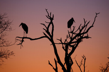 Marabu im Sonnenaufgang - Krüger Park - Südafrika / Marabou stork in the Sunrise - Kruger Park - South Africa / Leptoptilos crumeniferus